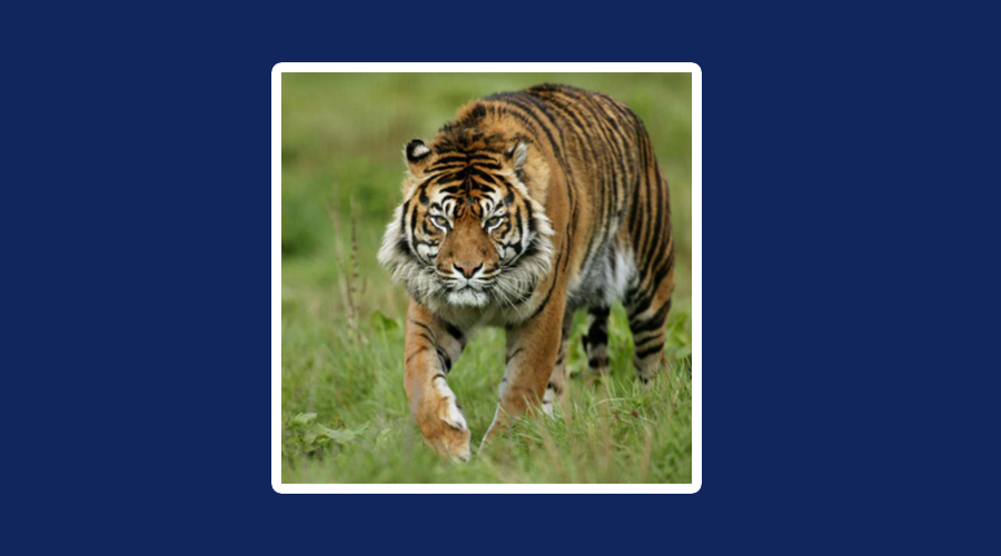 बाघको आक्रमणबाट एकको मृत्यु