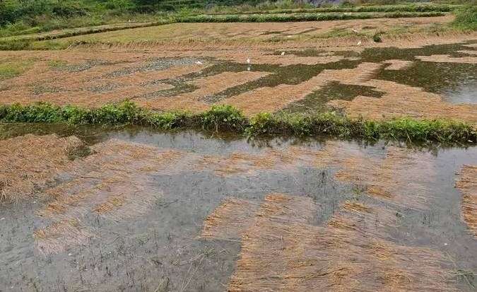 बेमौसमी वर्षाले काटेको धान डुब्यो, कोदो बालीमा पनि क्षति