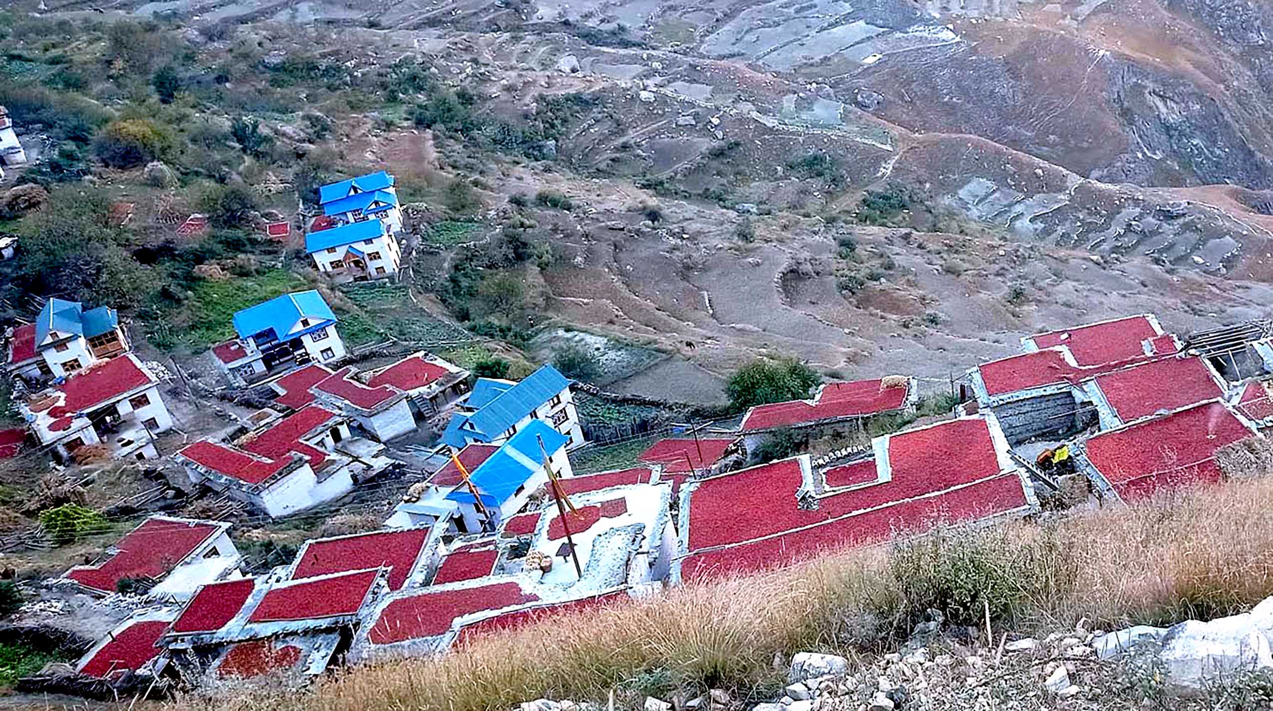 घरका छतभरि राताम्य खुर्सानी 