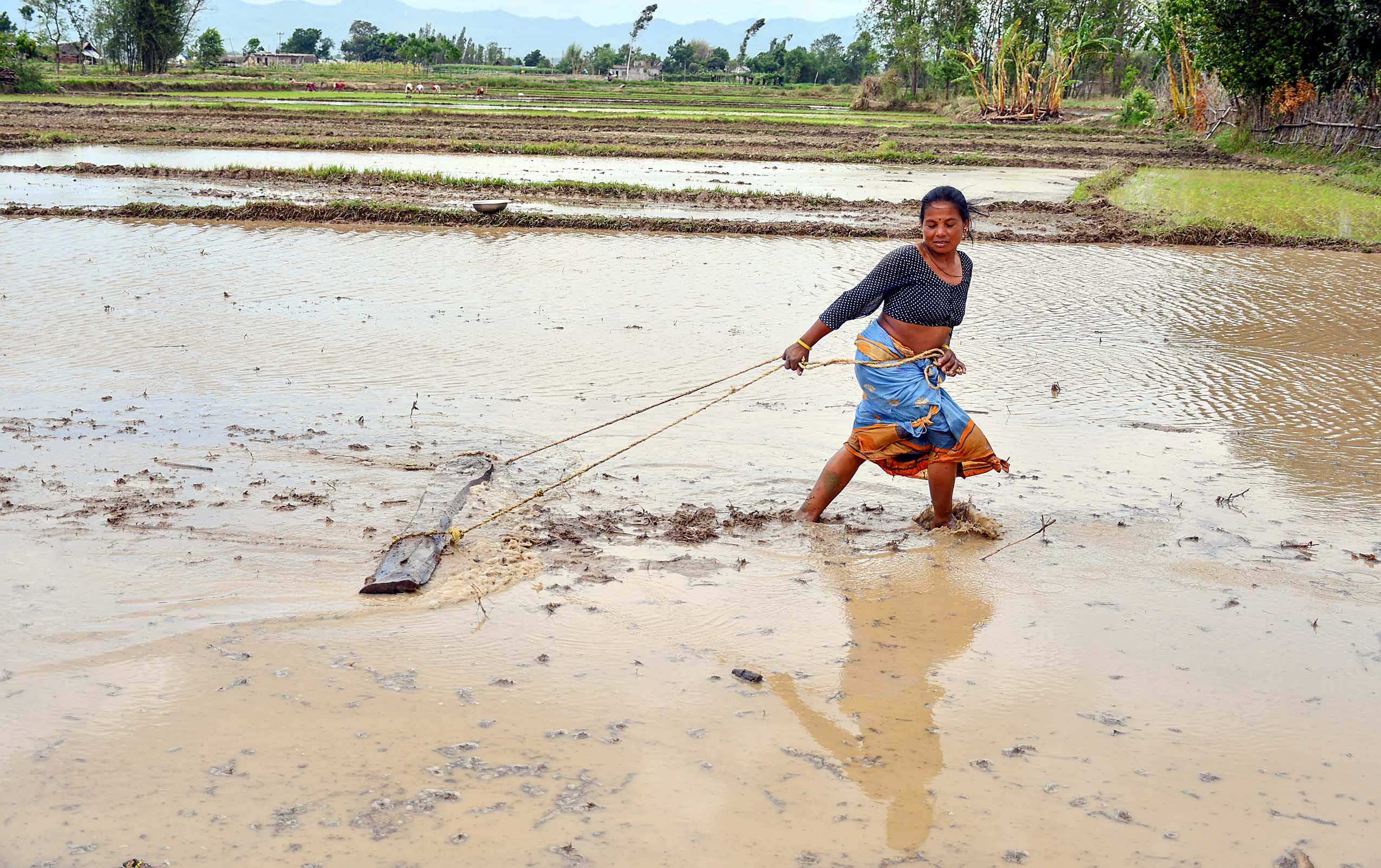 मधेस प्रदेशमा नौ प्रतिशत मात्र धान रोपाइँ