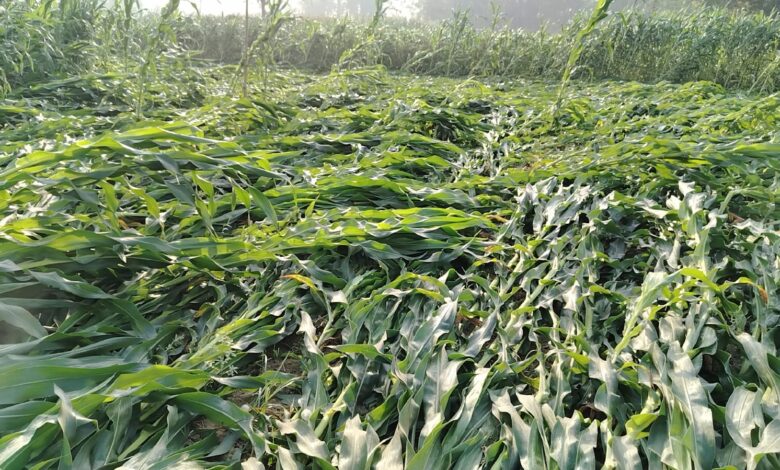 हावाहुरीको वितण्डा : रौतहटमा पकेट क्षेत्रकै मकै बाली सखाप, किसान मर्कामा