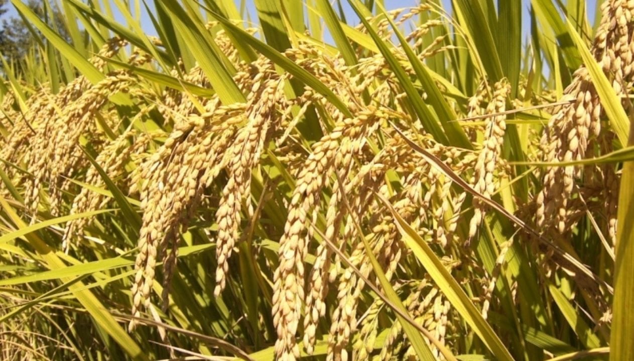 बाजुरामा १८ हजार २ सय ५८ मेट्रिक टन धान उत्पादन