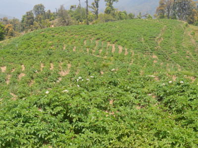 आलुबाट तेब्बर आयआर्जन गर्दै डडेल्धुराका किसान