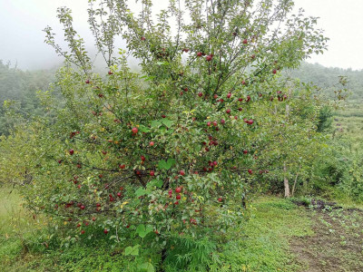 स्याउमा रोग लाग्दा किसान चिन्तित