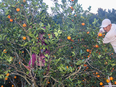 सिन्धुलीमा जुनार प्रवद्र्वन मेला, राष्ट्रिय तथा अन्तर्राष्ट्रिय बजारमा चिनाउने लक्ष्य