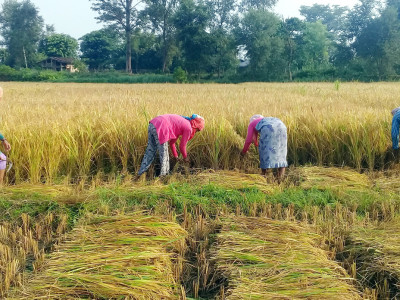 बर्दियाका किसानलाई धान भित्र्याउन चटारो