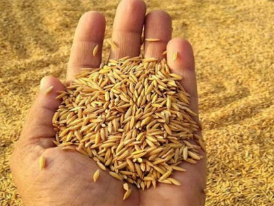 मधेसमा तोकियो धानको न्यूनतम समर्थन मूल्य