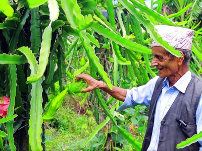 ड्रागन खेतीमा रमाउँदै पूर्व शिक्षक