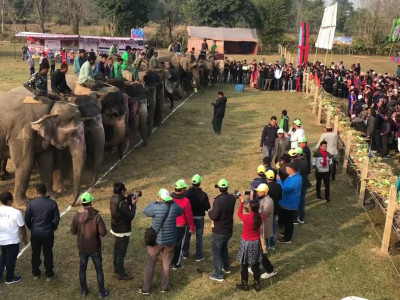 चितवनमा हात्ती पर्यटन महोत्सव पुस ११ गतेदेखि