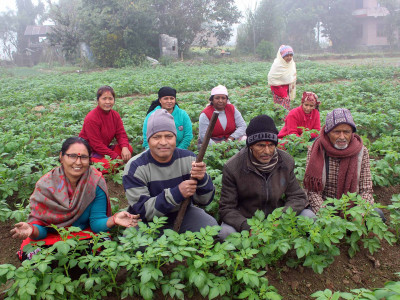 सामूहिक आलु खेतीमा आकर्षित किसान