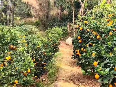 रामेछापमा २० करोड भन्दा बढीको जुनार सुन्तला उत्पादन हुने अनुमान