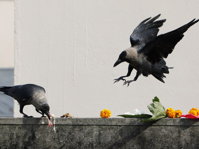 कार्तिक कृष्ण त्रयोदशीः काग तिहार