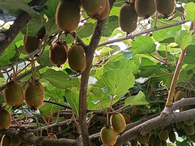 एक सय रोपनी जग्गामा किवी फार्म