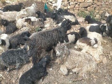 गुठिचौरको ठुलोहाँका पाटनमा चट्याङ : २ सय भेडा मरेको अनुमान