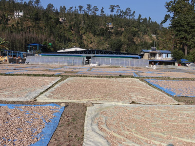 कर्णालीका कृषि उत्पादन युरोप निर्यात