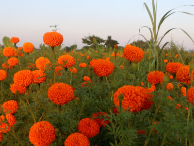 युवाले फूलाए ढकमक्क सयपत्री, माग उच्च