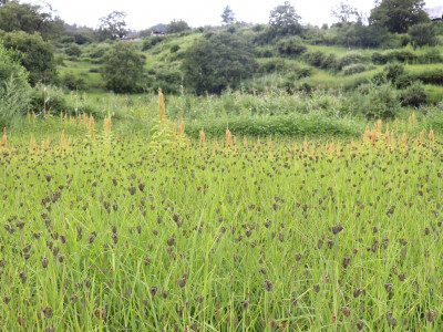 कर्णालीमा उत्पादन हुने रैथाने अन्नवालीको निर्यात बढ्यो