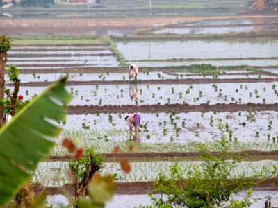 सौराहमा चैते धान रोपाइँमा व्यस्त किसान (तस्बिरहरु)