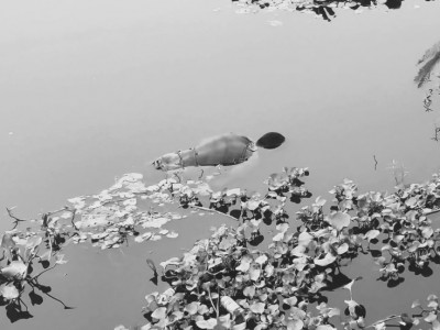 बरहवा नदीमा पुरुषको शव फेला