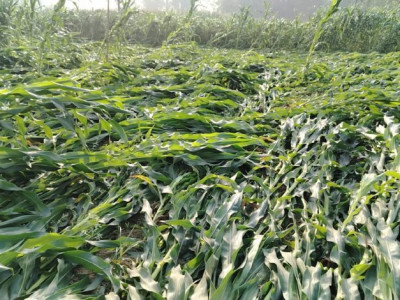 हावाहुरीको वितण्डा : रौतहटमा पकेट क्षेत्रकै मकै बाली सखाप, किसान मर्कामा