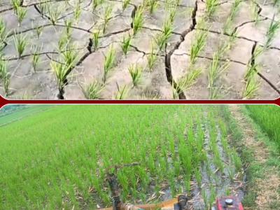 मधेशमा ५७ प्रतिशत मात्रै धान रोपाइँ : खाद्य सुरक्षाको जोखिम हुन सक्ने