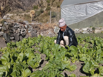 धेरै दौंतरी विदेशिए, महाँचन्द्र तरकारी खेतीबाटै मासिक डेढ लाख कमाउँदैछन्