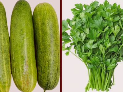 हरियो धनियाँ र काक्रोमा भेटियो अत्याधिक विषादी