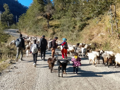 हिमपात र चिसो छल्न बेँसीतिर झर्दै भेडीगोठ