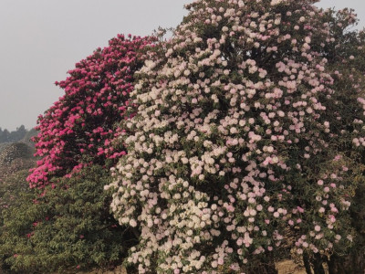 शैलुङको जङ्गलमा रङ्गीचङ्गी गुराँस