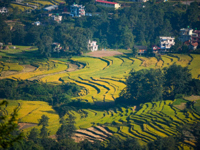 पहेँलपुर हुँदै धानबाली (तस्बिरहरु)