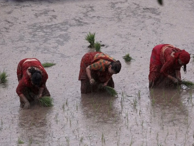 मधेशमा साढे २० प्रतिशत कम धान रोपाइँ