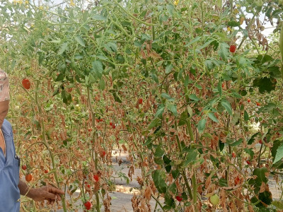 तीस वर्षदेखि बाँझो रहेको जग्गामा सामूहिक तरकारी खेती, बाख्रा र कुखुरापालन