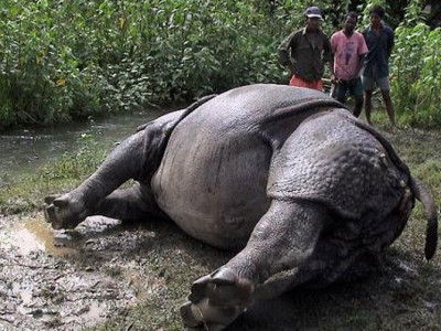 आठ वर्षमा दुई सय बीस गैँडा मरे