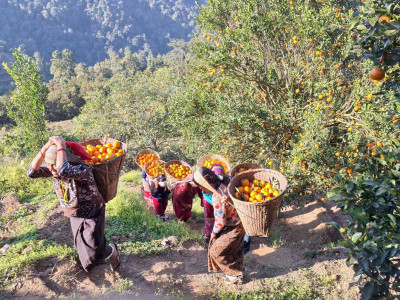 एउटै बगानमा फल्यो ७५ लाखको सुन्तला