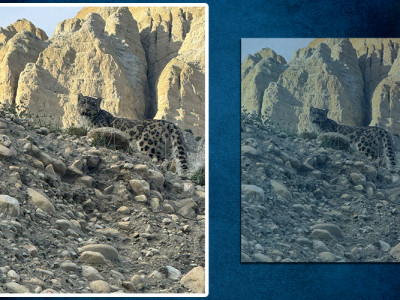 मुस्ताङको प्राकृतिक बास्थानमा भेटियो हिउँ चितुवा