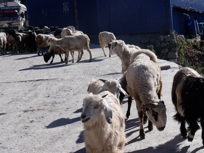 अज्ञात रोगबाट भेडा–बाख्रा मर्न थालेपछि स्वास्थ्यकर्मीको टोली गोठमा