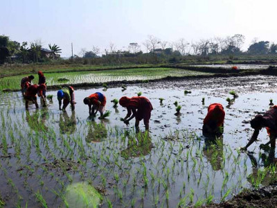 पोखरामा ६० प्रतिशत रोपाइँ
