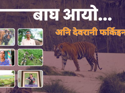 विश्व बाघ दिवसको छायाँमा गाउँलेका आँशु : सहअस्तित्वको कथामा पीडादायी घाउ
