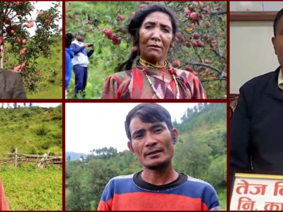 स्याउखेतीबाट आत्मनिर्भर बन्दै मुगुका कृषक