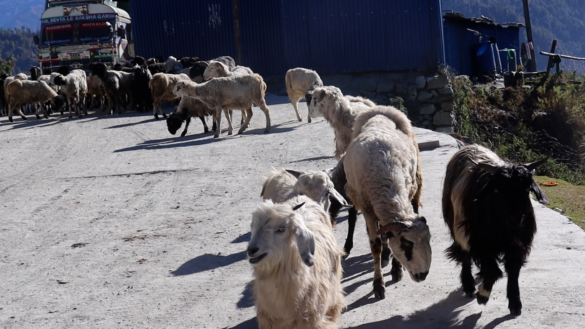 अज्ञात रोगबाट भेडा–बाख्रा मर्न थालेपछि स्वास्थ्यकर्मीको टोली गोठमा