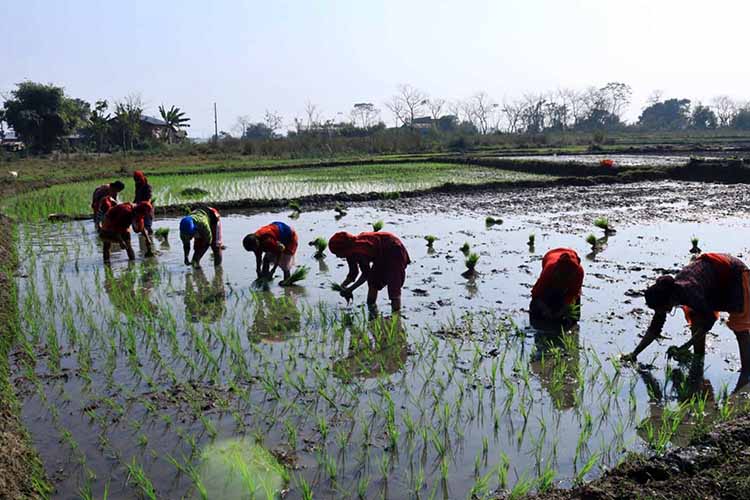 पोखरामा ६० प्रतिशत रोपाइँ